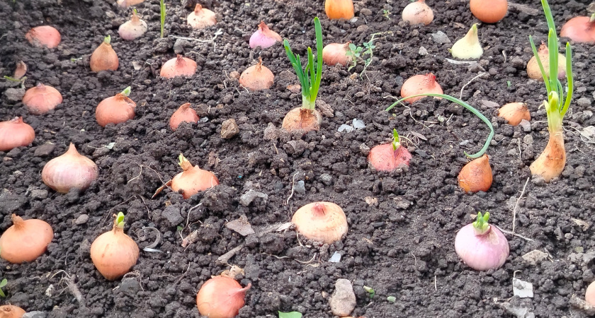 Вырастет луковица с два кулака: кормлю лук в июле по советам деда, и он всегда благодарит богатым урожаем
