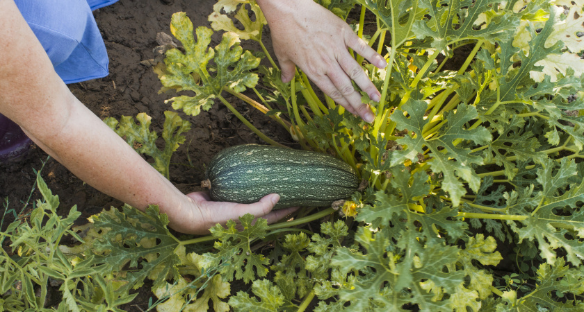 Сажаю рядом с кабачками это растение и летом раздаю плоды всем родственникам: вырастают шикарные гиганты