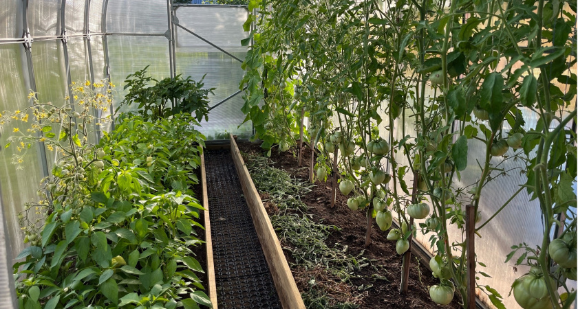 Томатам и перцам в июле — обязательно: самое время "кормить" их кальцием — для чего это нужно, и как правильно делать