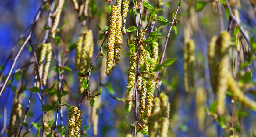 Зачем в Советском Союзе повсеместно высаживали тополя, от пуха которых люди страдают до сих пор 
