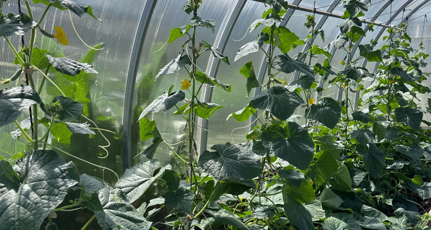 Пожелтели листья у огурцов — пора начинать: увеличиваю урожай в два раза без подкормок — зеленцов «вагон»