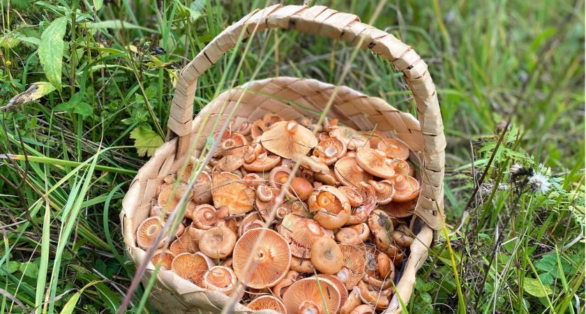Родственник рыжика - плотный, вкусный и мясистый: грибники его не собирают, а зря!