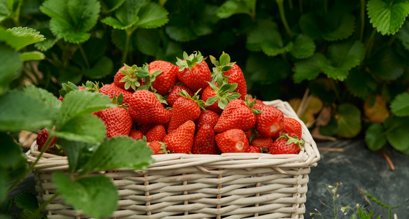 Эти "модные" подкормки погубят вашу клубнику — что не так с золой и азотом