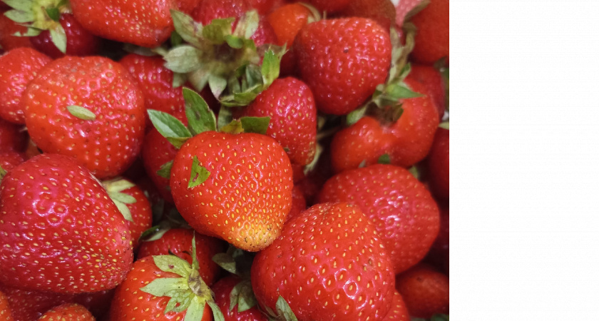Как сделать клубнику слаще и крупнее: три простых рецепта от опытных садоводов