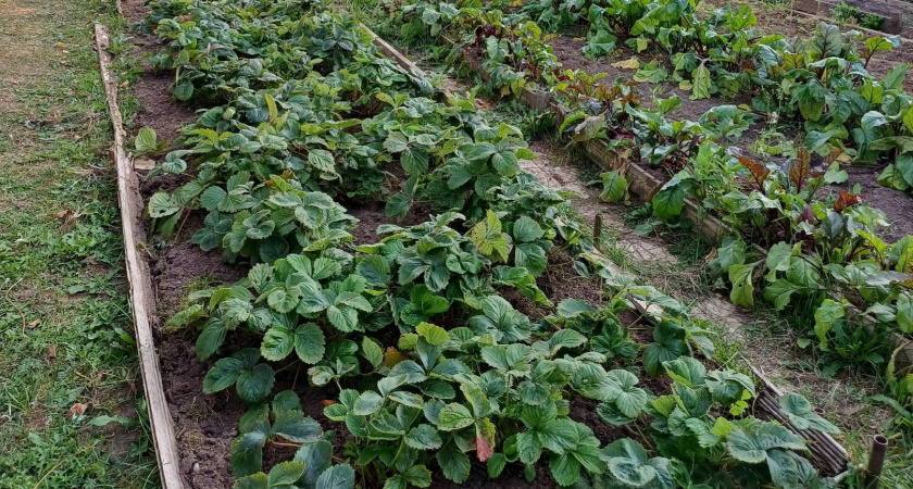 Иначе ни ягодки на будущий год не увидите: вот что обязательно делать с кустами клубники после сбора ягод - подробная инструкция