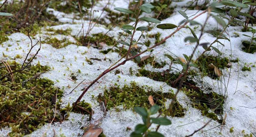 Урожай под угрозой: Вильфанд предсказал ледяной ад посреди лета - температура опустится ниже нуля