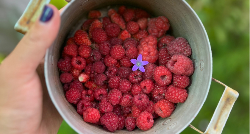 Больше не стою часами у плиты: готовлю малиновое варенье за 15 минут и без сахара - безумно вкусный десерт без вреда для фигуры