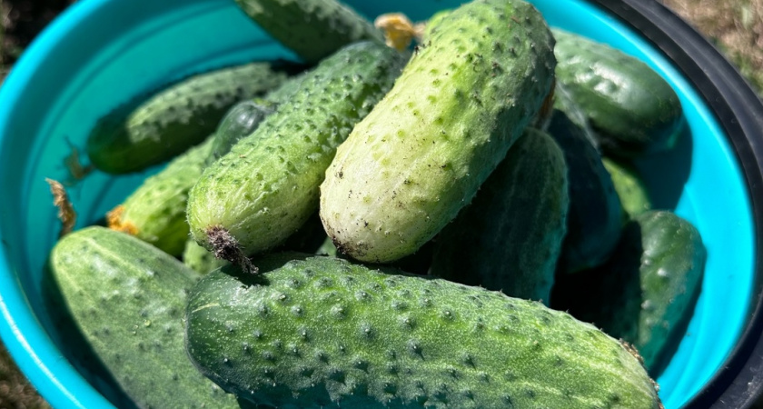 Секретная подкормка для огурцов по бабушкиному рецепту: удваивает урожай за одну неделю