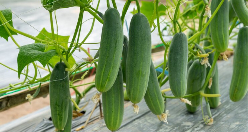 Поливаем и опрыскиваем огурцы содой: какой эффект дает пищевая сода – как и когда правильно вносить такую подкормку