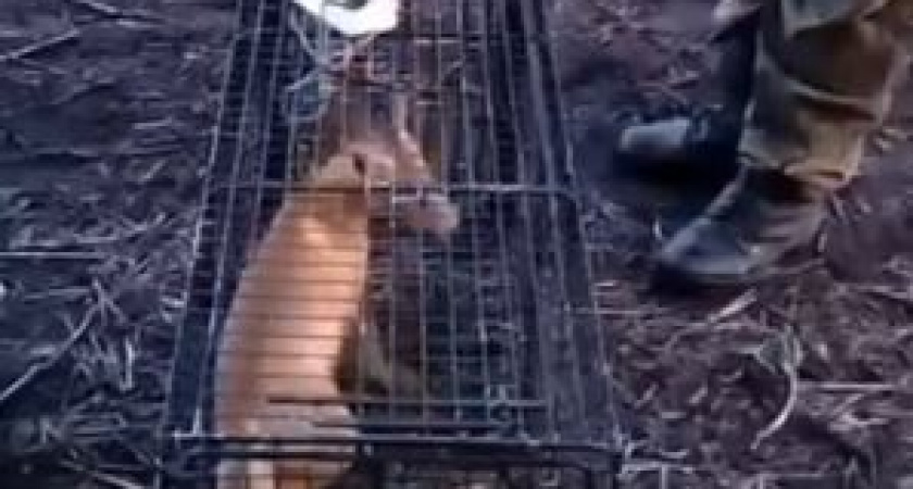 25 лис с начало 2025 года побывали в гостях у тамбовчан