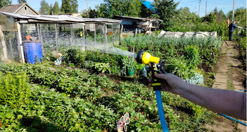 Названо худшее время суток для полива в огороде: растения только страдают, а вы зря переводите воду