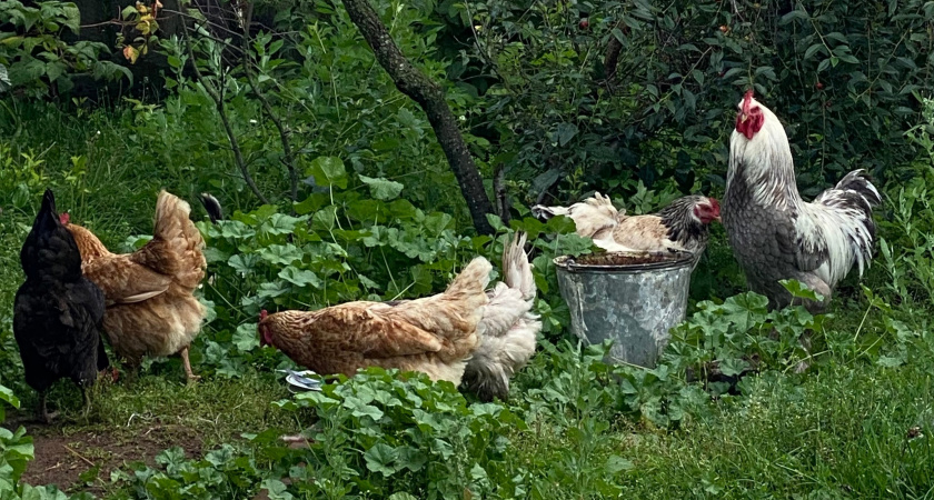 Курам воду не даю — они этому и рады: яиц станет больше, если воду заменить вот этим — советы птицеводам