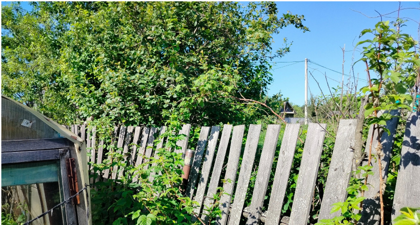 Хуже борщевика: как вредное растение из Америки захватывает Россию - берегите от него свой дачный участок