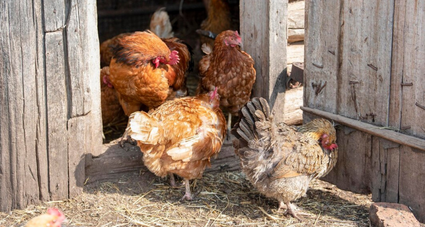 Курам воду не даю — они тому и рады: яиц станет больше, если воду заменить этим — советы птицеводам