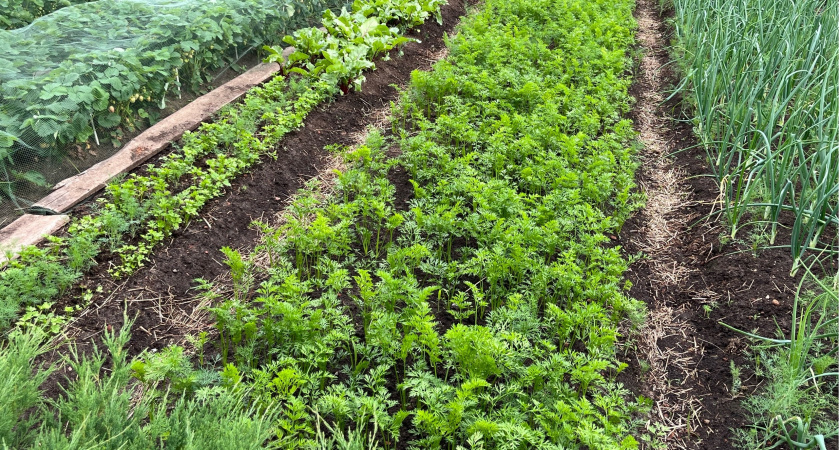 Морковке в июле — обязательно: растворяем 100 г в 10 л воды — и забываем про кривые корнеплоды и трещины