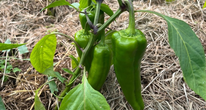 В конце июля перцы только этого и ждут: 3 ложки на 10 литров — и завязи крепкие, а плоды растут без остановки — до 7 кг урожая с куста
