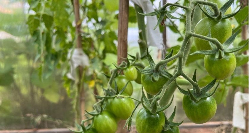 Вижу первые пятнышки на листьях томатов — действую сразу: в июле 25 г на ведро воды — и больше не парюсь по поводу фитофторы