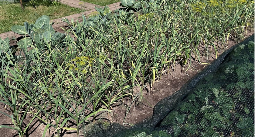 Грядка после чеснока — "золотая жила": садим туда 3 садовые культуры — успеют дать урожай до осенних холодов