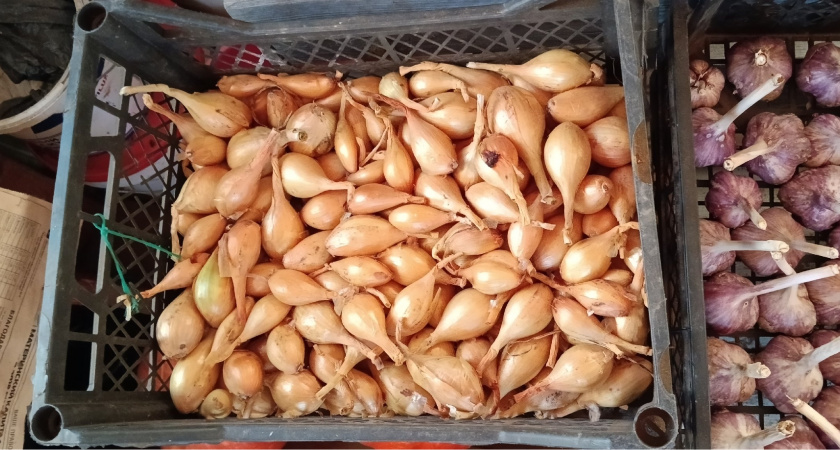 Убираю лук после одного "сигнала": больше уже не вырастет, а храниться будет до весны — соседи лопнут от зависти