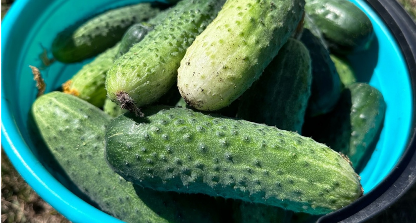 1 стакан на ведро воды — и ночные холода огурцам не приговор: вырастут крупными, сочными — будто с юга привезли