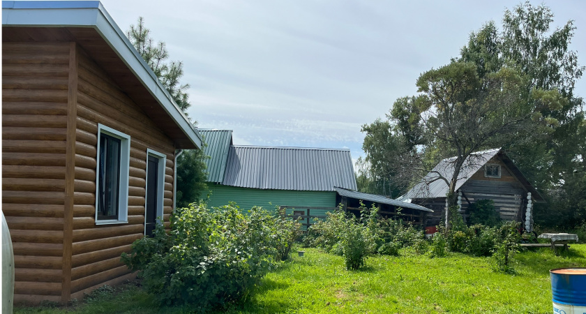 Эти деревья истощают почву на дачном участке — настоящие убийцы для огорода