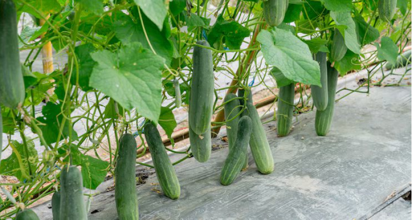 Крошу 3 таблетки на ведро — и огурцы прут как из пушки: только успеваю снимать зеленцы