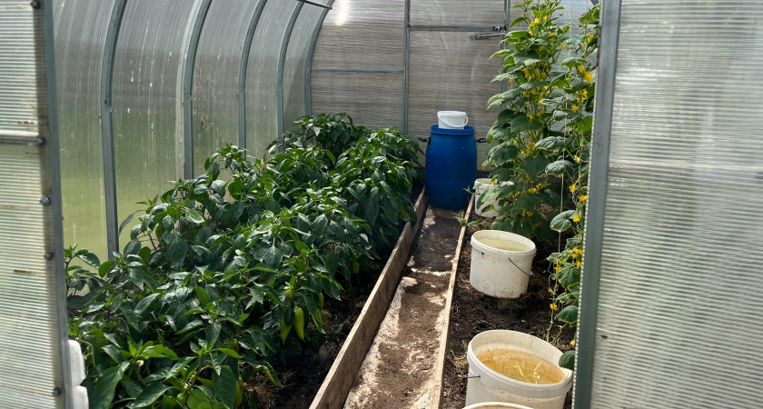 В начале августа перцы только этого и ждут: 3 ложки на 10 литров — и завязи крепкие, а плоды растут без остановки — до 7 кг урожая с куста