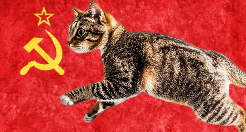 Сейчас их почти не встретишь: 6 самых популярных пород кошек в СССР 