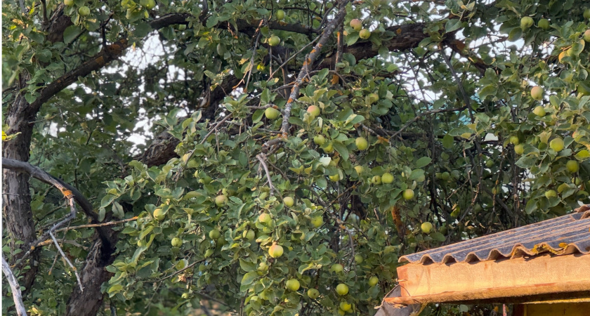 Дерево молит о помощи: как спасти яблоню, если кора начала отслаиваться и трескаться