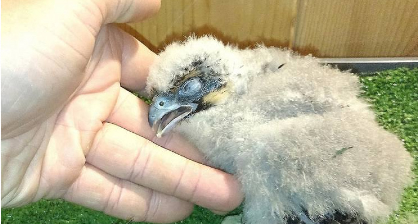 Тамбовские волонтеры спасают маленького чеглока: борьба за жизнь под угрозой