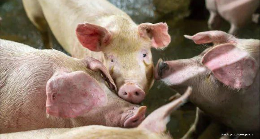 Неожиданный поворот: владелец ортопедических салонов из Петербурга выкупил тамбовский мясокомбинат