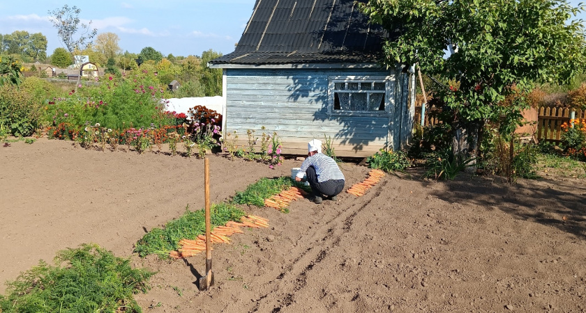 Друг съездил в деревню к родне - и вернулся с пустыми руками: чего им жалко что ли - почему не угостили урожаем