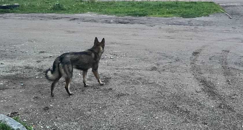 Тамбовчанка поплатилась за отказ привить питомца: получила предостережение