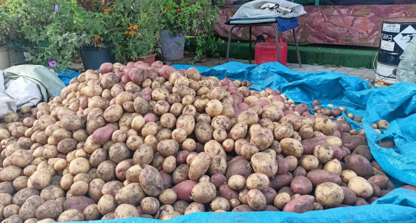 До этого дня картошку не копаю — жду 1 знак и отсчитываю 14 дней: клубни крупные и отлично хранятся — дедовский метод не подводит