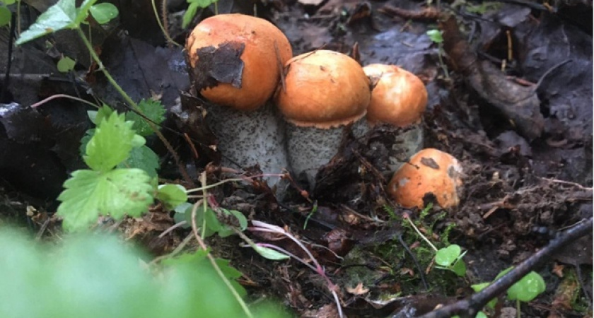 Яд в бульоне. Из каких съедобных грибов не стоит варить суп — совет врача