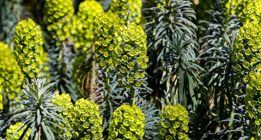 Многолетники редкой красоты без всяких капризов: растут сами по себе и радуют глаз до самых холодов