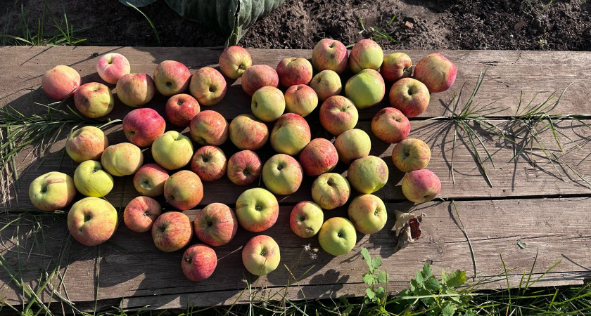Не выбрасывайте падалицу яблонь и груш: для сада это "чистое золото" – в разы увеличит будущий урожай