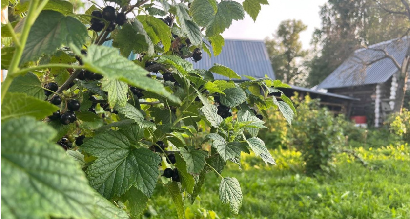 Смородина в августе: всего одна ошибка погубит урожай следующего года – советы агронома