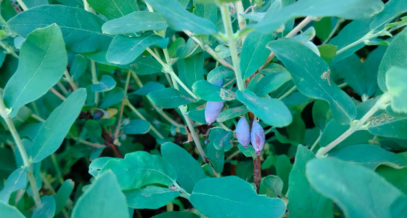 Жимолость в августе только этого и ждёт: 3 правила ухода для богатого урожая в будущем году 