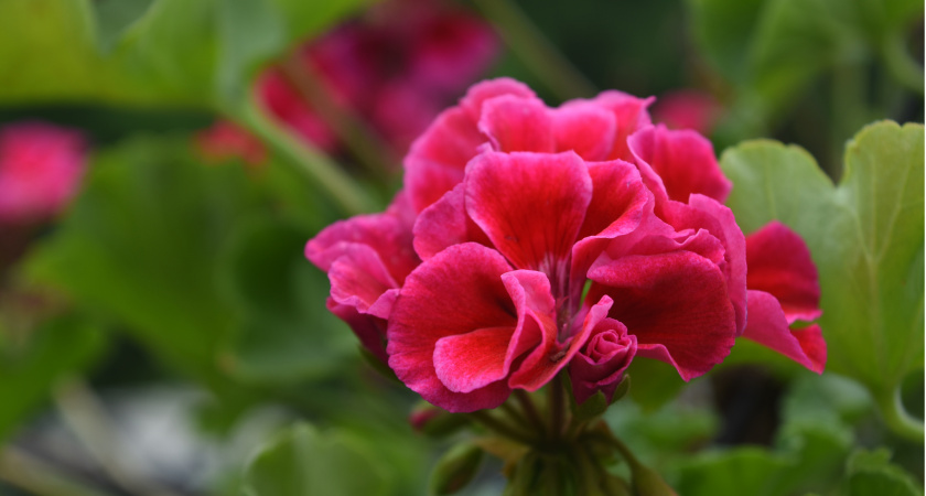 Для пышного цветения герани – обязательно: мощная подкормка из одной крупы – по совету агронома