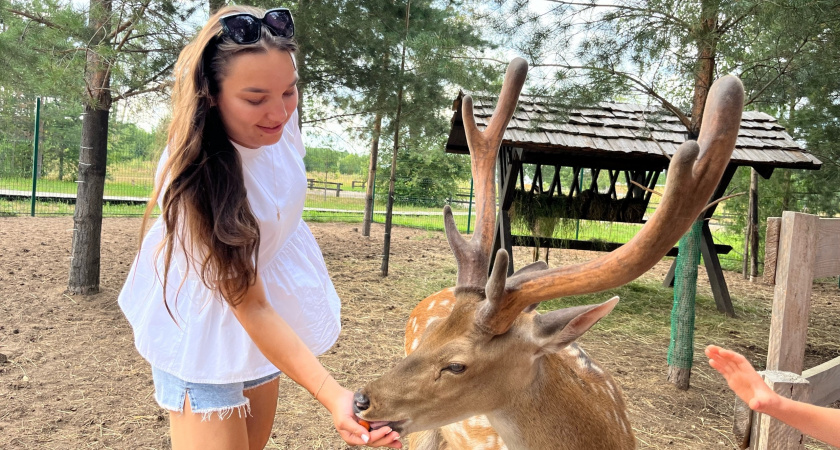 Почему оленина никогда не продается в магазинах: мясо при этом добывают тоннами