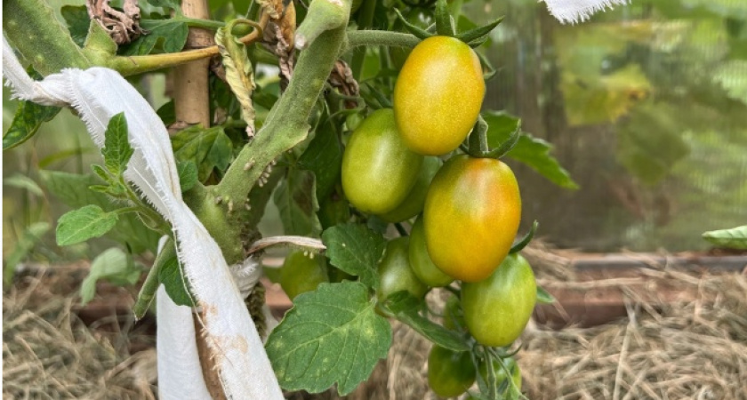 Опытный агроном рассказал, как ускорить налив и покраснение томатов в августе: нужно действовать быстро