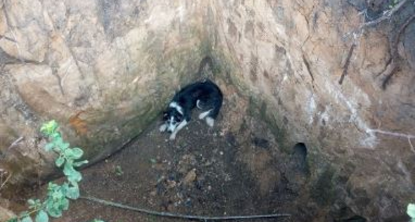 Мир не без добрых людей: в Тамбовской области мужчина спас бездомного пса