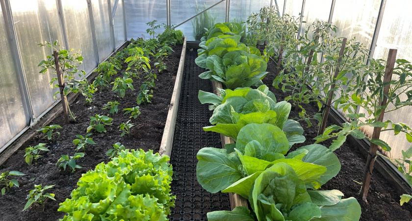 Наконец нашел идеальное покрытие для дорожек между грядок в огороде — бюджетный способ, и сорняки больше не надоедают