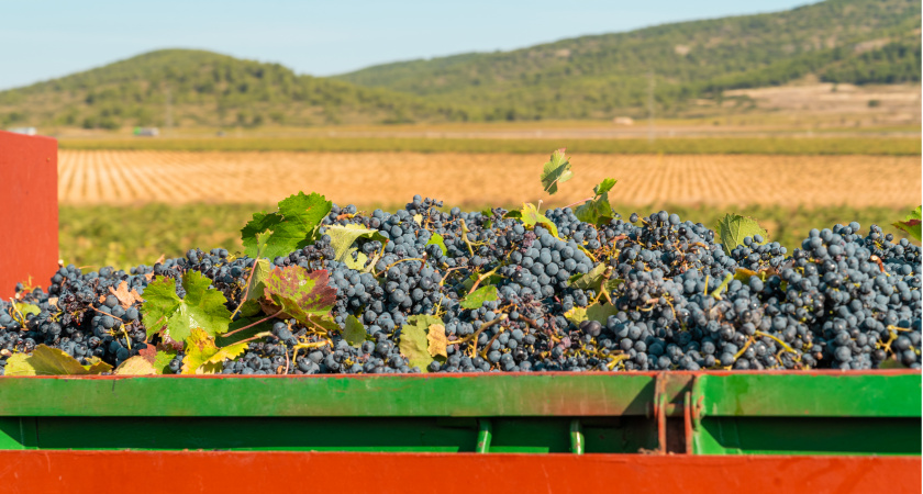 7 стран, вино которых лучше не пить и даже не пробовать (кроме редких исключений)