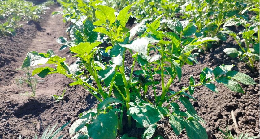 Перед уборкой картошки ботву не скашиваю — берегу как зеницу ока: клубни выходят крупные, вкусные и хранятся до лета