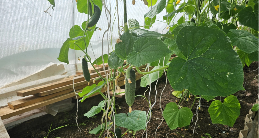 Лучший помощник для огурцов в августе: с этим средством плоды не желтеют, а листья сохраняют изумрудный цвет – урожай собираю до октября