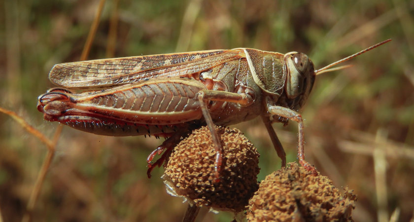 Рассказываем, почему в СССР вообще не было саранчи, а сейчас от нее не найти спасения