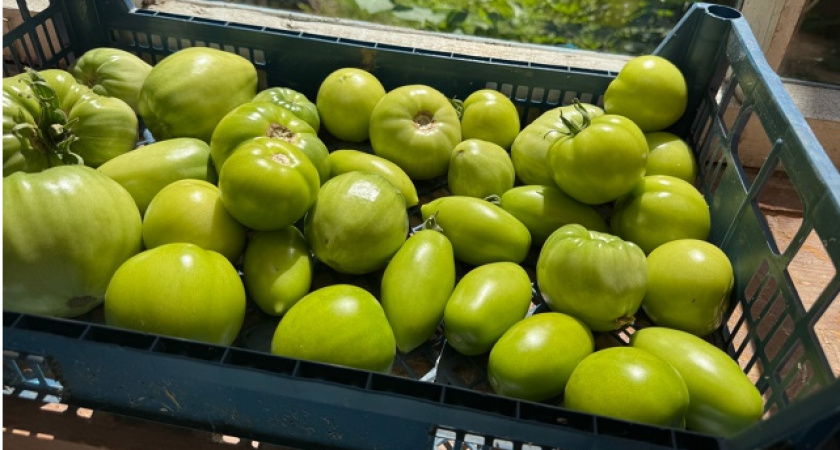 Мучился в августе с зелеными помидорами 15 лет, пока тетя не подсказала старинный приём — покраснеют за 4 дня как миленькие