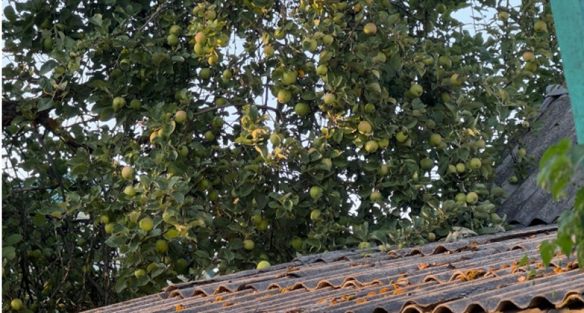 Что делать с больной яблоней, если плоды гниют прямо на ветках: советы биолога